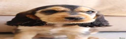 Cocker Spaniel dogs for sale: Kc show cocker spaniels  - Advert 2