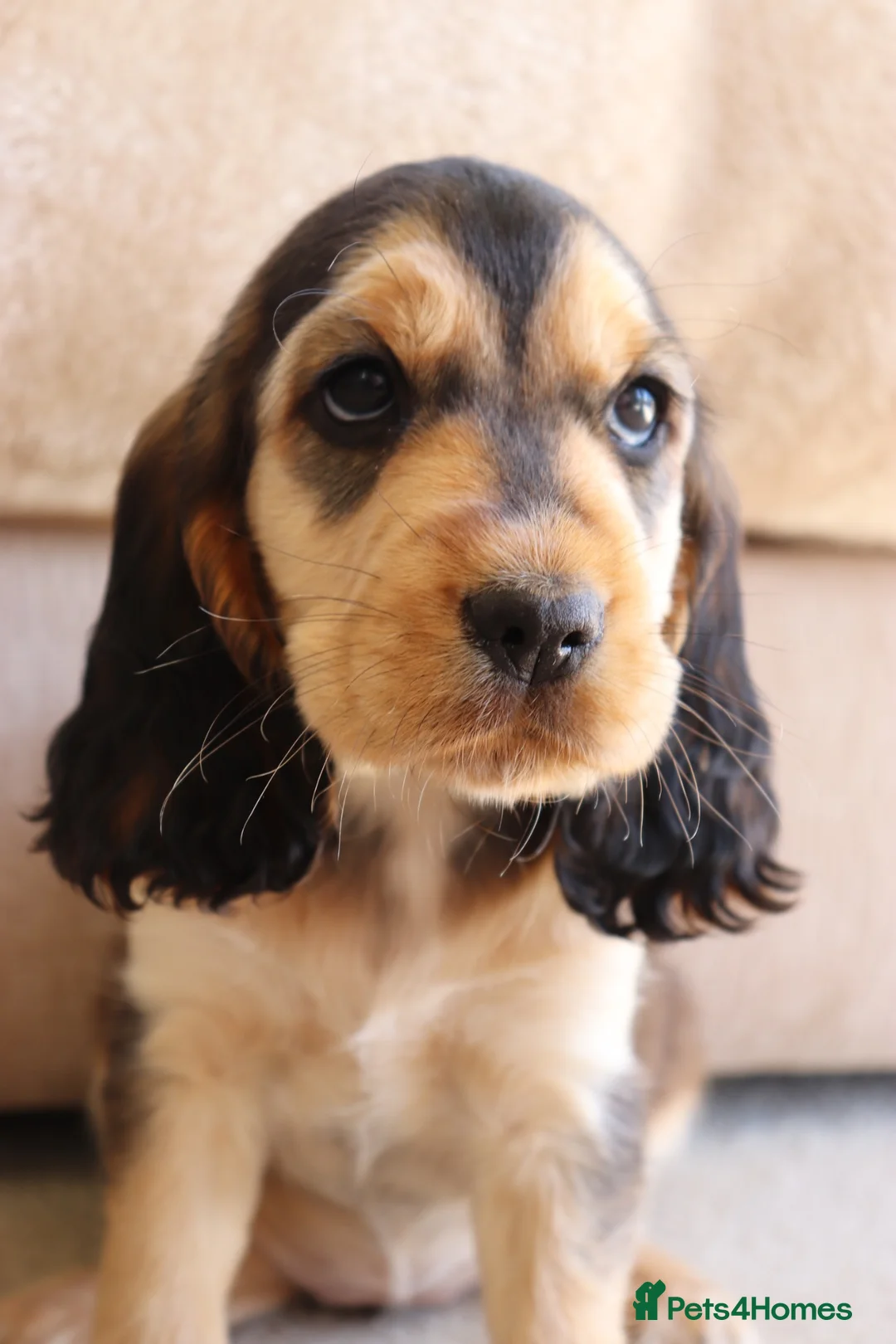 Cocker Spaniel dogs for sale: Kc show cocker spaniels  - Advert 2
