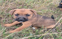 Mixed Breed dogs for sale: 6 lakeland terrier cross bitchs - Image 8