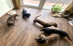 Miniature Dachshund dogs for sale: Adorable kc mini l/h  boy looking for his home .  - Image 39