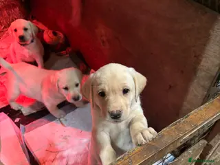 Labrador Retriever dogs Beautiful Labrador Puppies - Advert 10