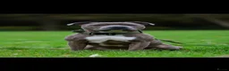 Staffordshire Bull Terrier dogs for sale: Exceptional litter of Staffie puppies - Advert 6