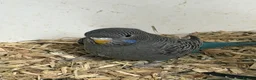 Budgerigars birds for sale: Bf, split bf, cockatiel, normals and canary - Advert 1