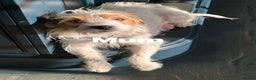 Mixed Breed dogs for sale: Parson / Jack Russell puppies - Advert 13