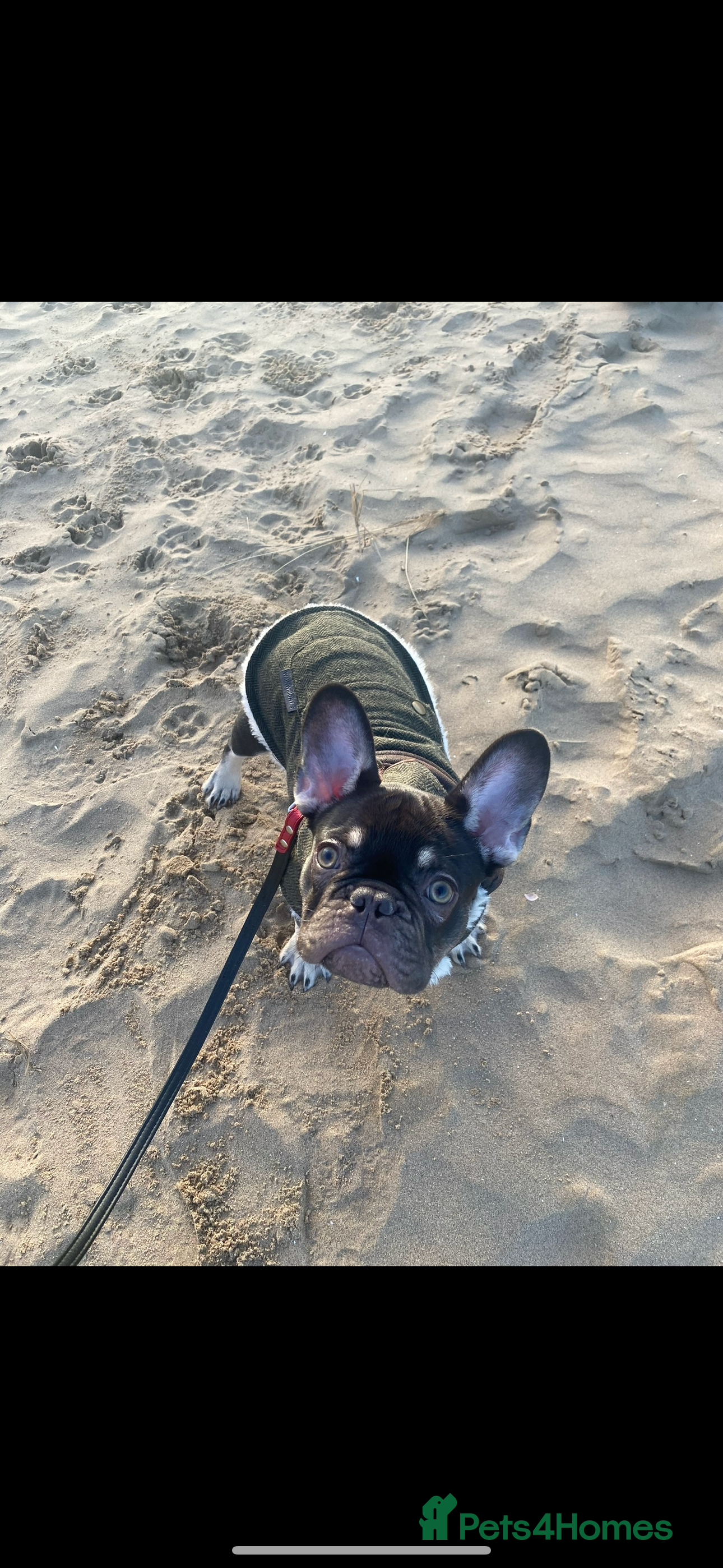 French Bulldog dogs Loving Home Needed for My French Bulldog  - Advert 2