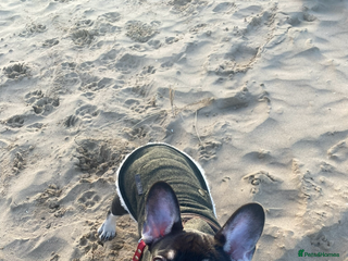 French Bulldog dogs Loving Home Needed for My French Bulldog - Advert 2