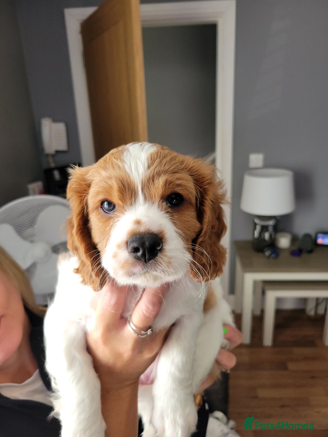 Cavalier King Charles Spaniel dogs for sale: Cavalier King Charles Spaniel Puppy - Image 6