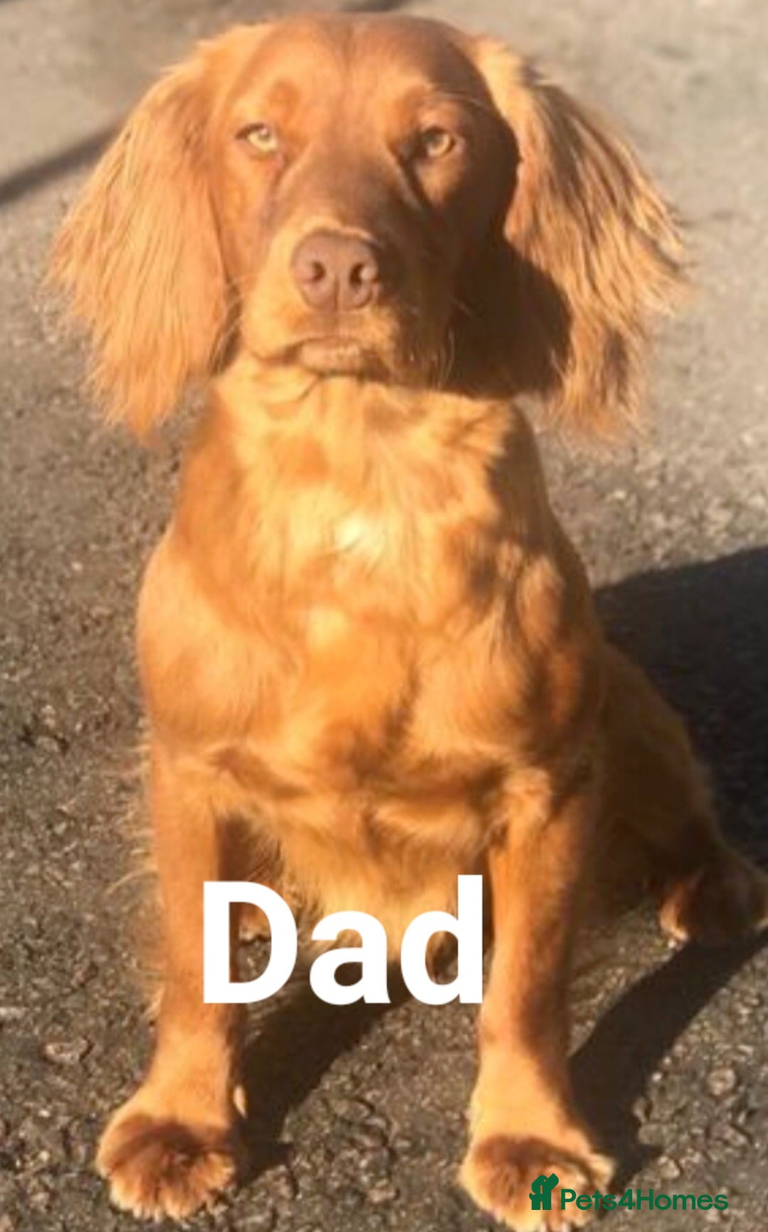 Cocker Spaniel dogs for sale: Working cocker spaniels READY NOW - Image 10