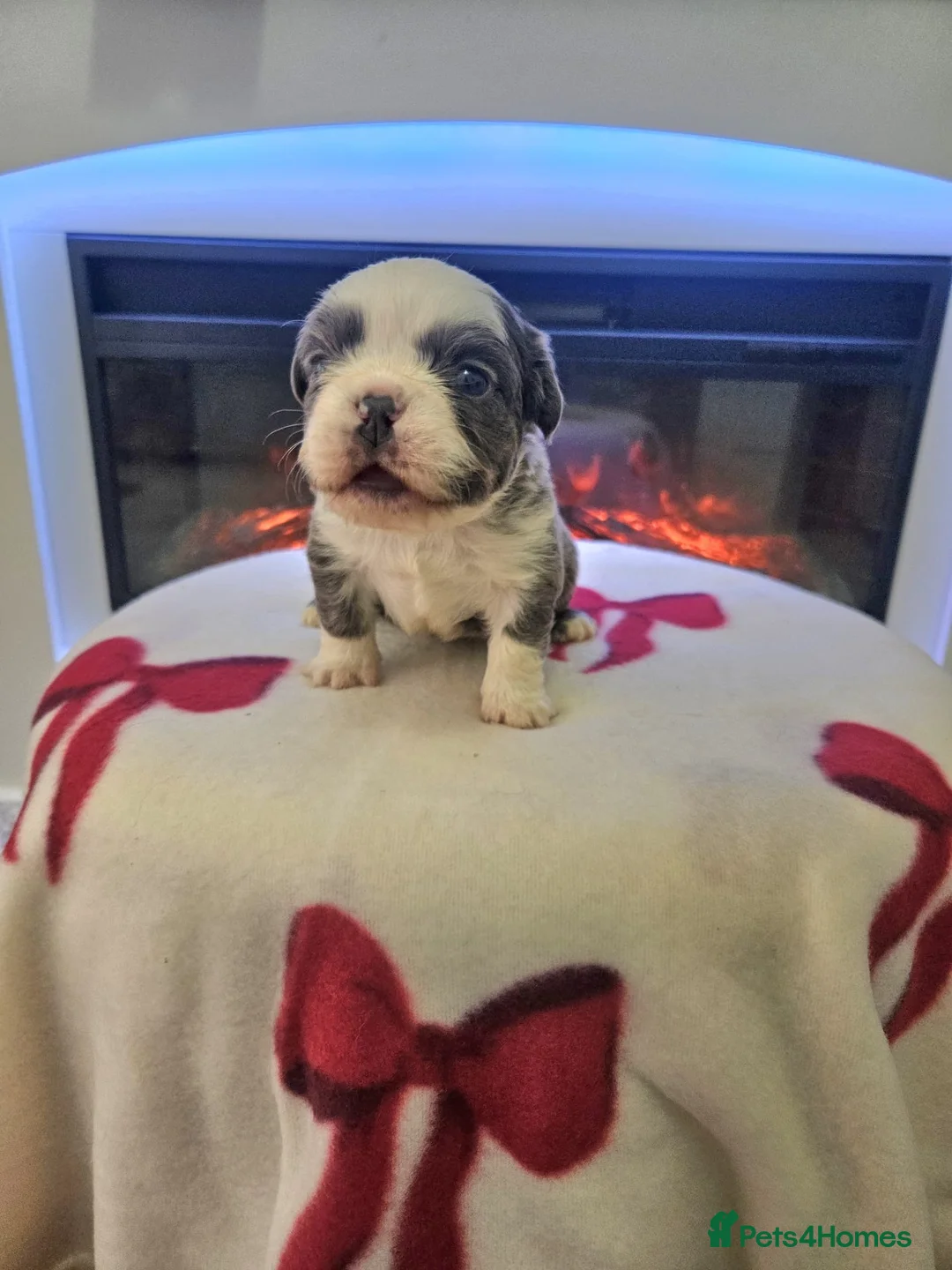 French Bulldog dogs for sale: Beautiful kc fluffy panda french bulldogs - Advert 13