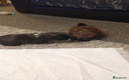 Shih Tzu dogs for sale: Shihtzu minature puppies stunning - Image 6