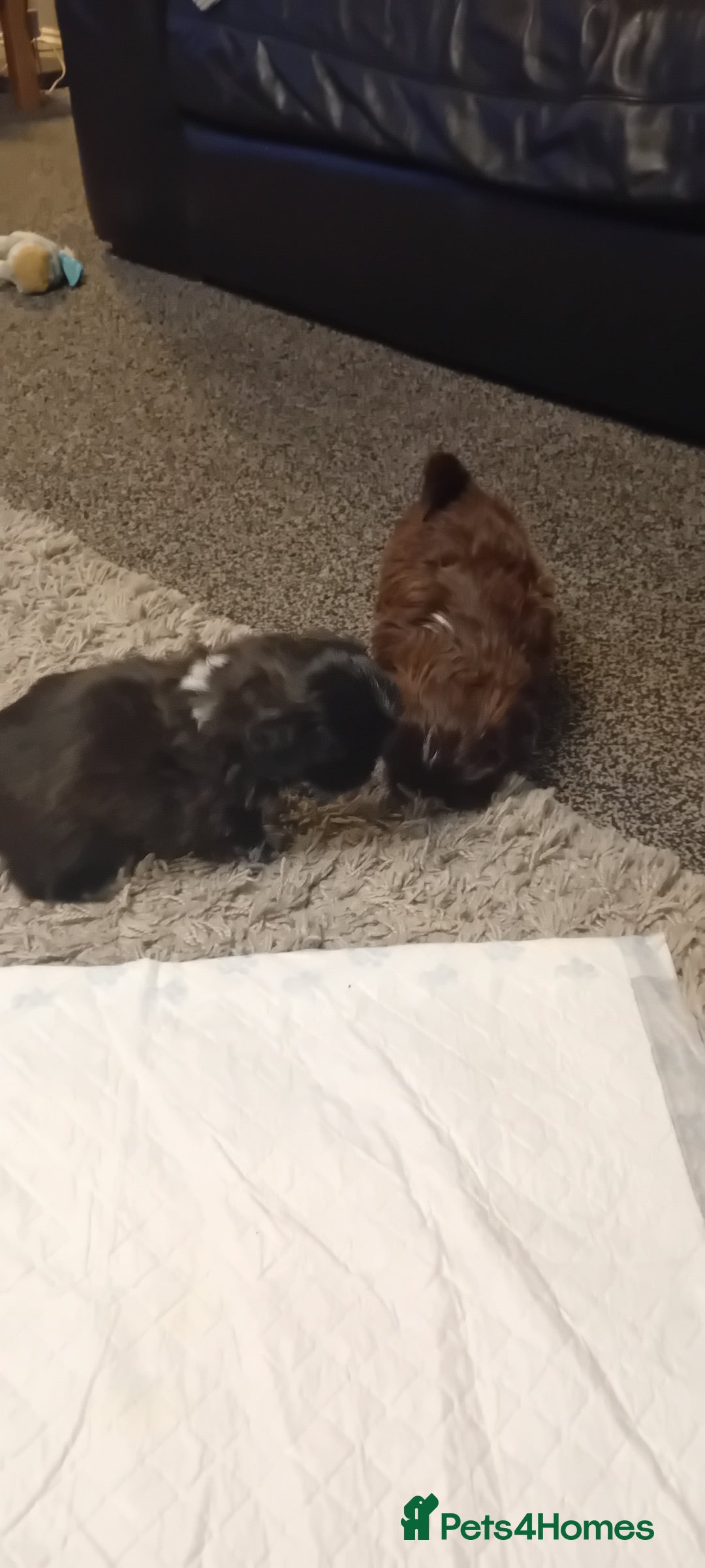 Shih Tzu dogs for sale: Shihtzu minature puppies stunning - Image 6