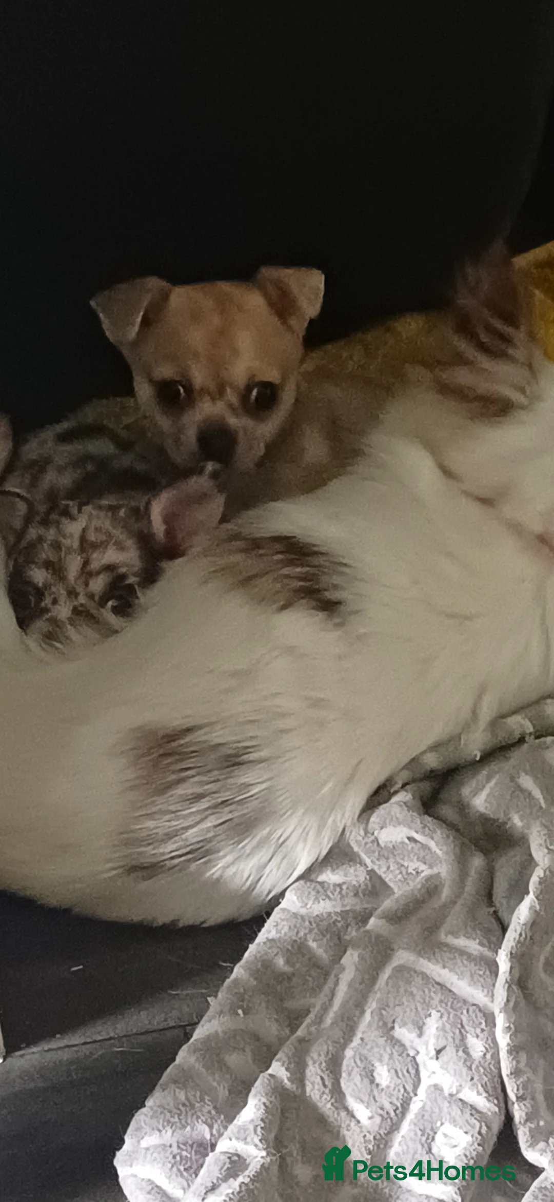 Chihuahua dogs for sale: Chihuahua Puppies 🐶  in Gloucester - Advert 7