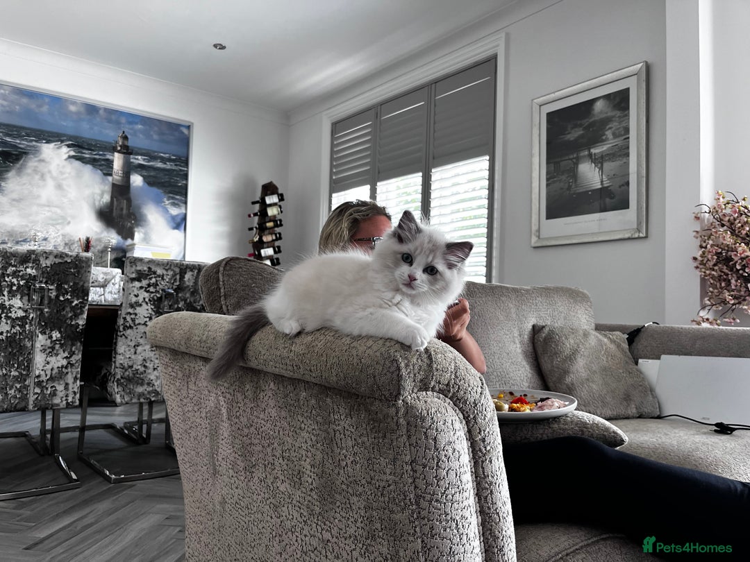 Ragdoll cats for sale: Ragoll Kitten - Image 6