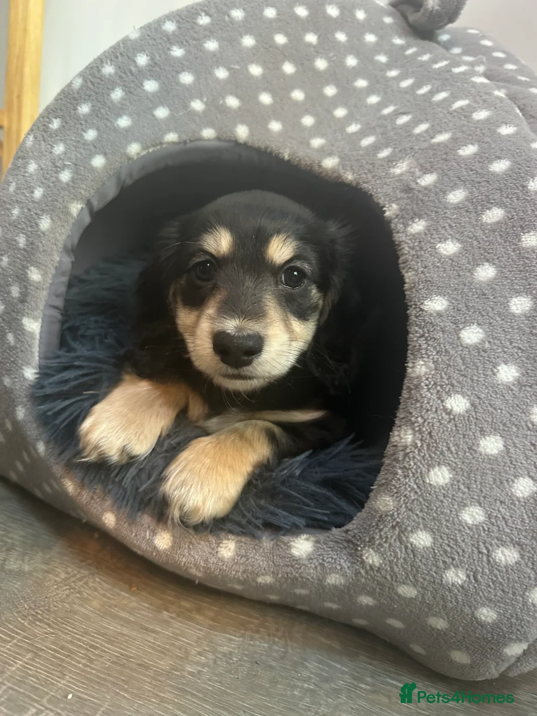 Miniature Dachshund dogs for sale: KC reg Long haired miniature dachshund puppies - Advert 13