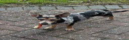 Jackshund dogs for sale: Jack Russell X dachshund for sale - Advert 14