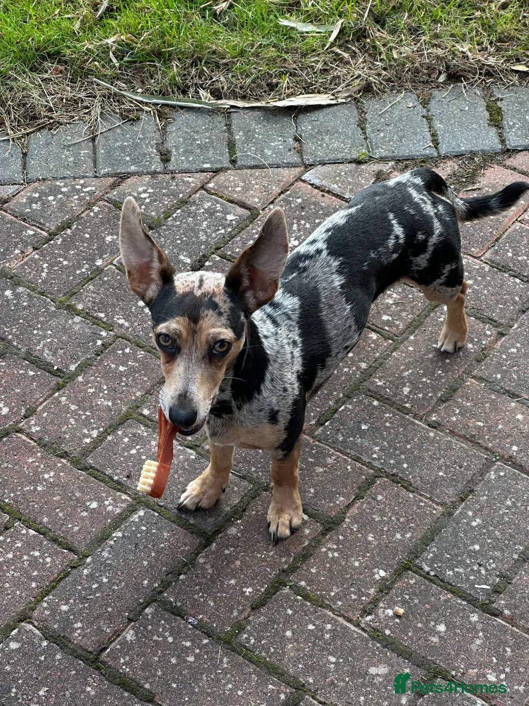 Jackshund dogs for sale: Jack Russell X dachshund for sale - Advert 14