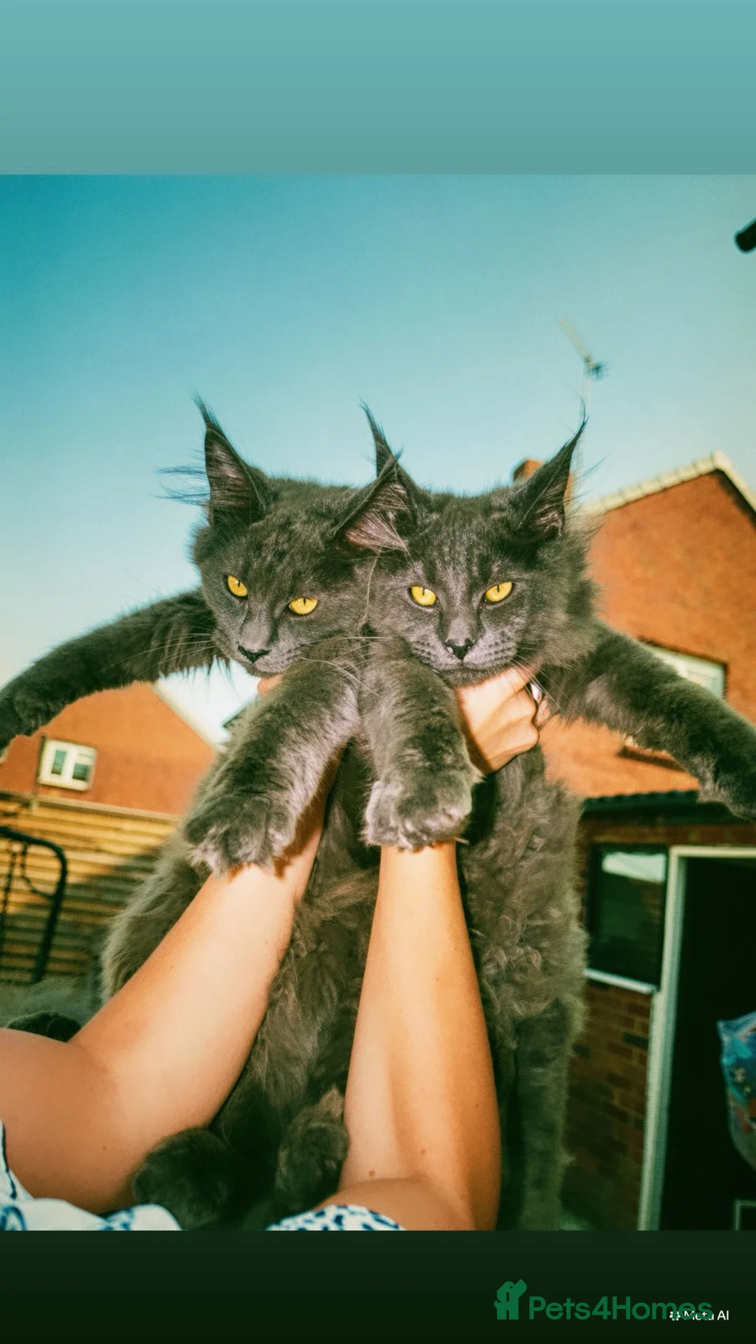 Maine Coon cats for sale: Super size mainecoon kitten  - Advert 2