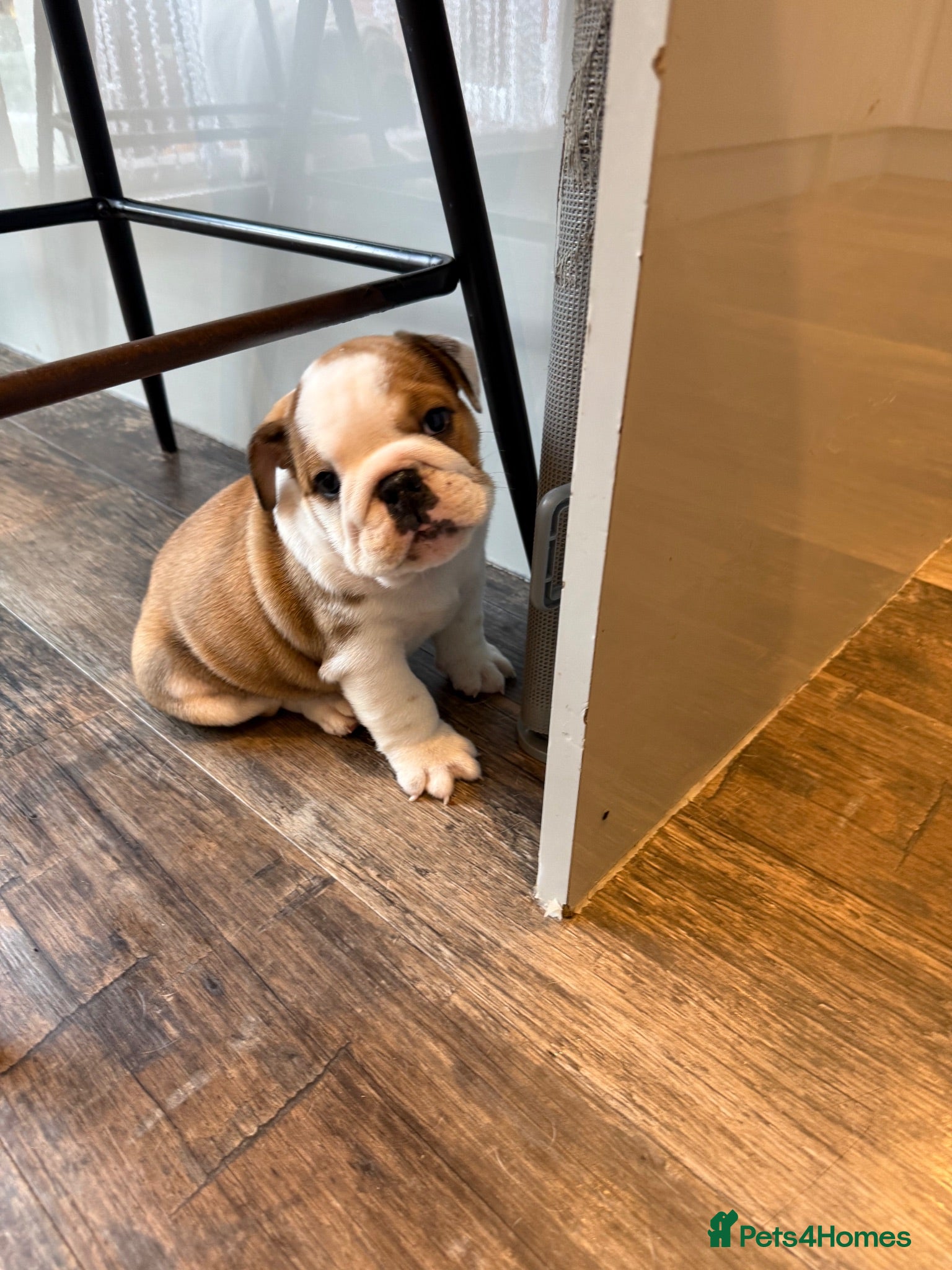English Bulldog dogs KC Registered standard puppies - Advert 2