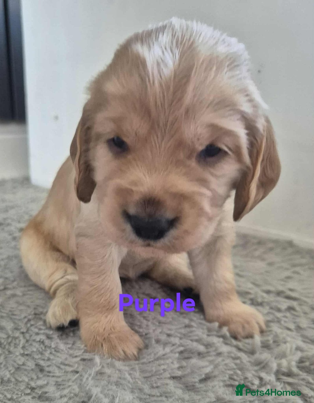 Cocker Spaniel dogs for sale: Working Cocker Spaniel Puppies for Sale - Image 19