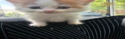 Persian cats for sale: Lovley half perian  - Advert 33