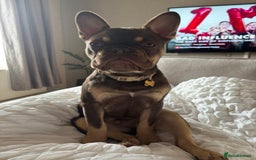 French Bulldog dogs for sale: Rollo - Image 2