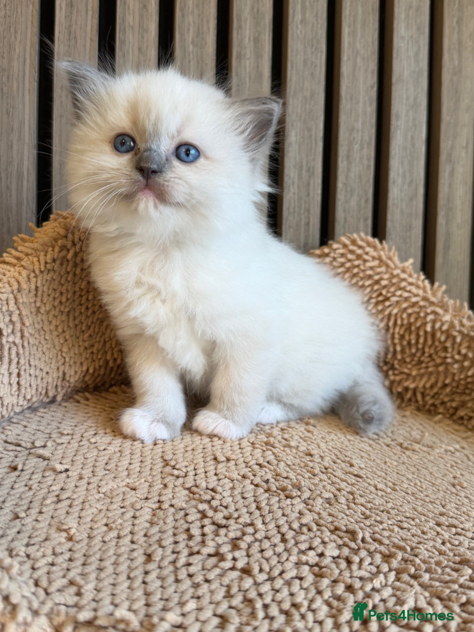 Ragdoll cats 4 Beautiful Family-Raised Ragdoll Kittens 🐾 - Advert 2
