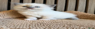 Ragdoll 4