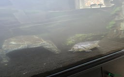 Turtle reptiles for sale: 2 x musk turtles  - Image 2