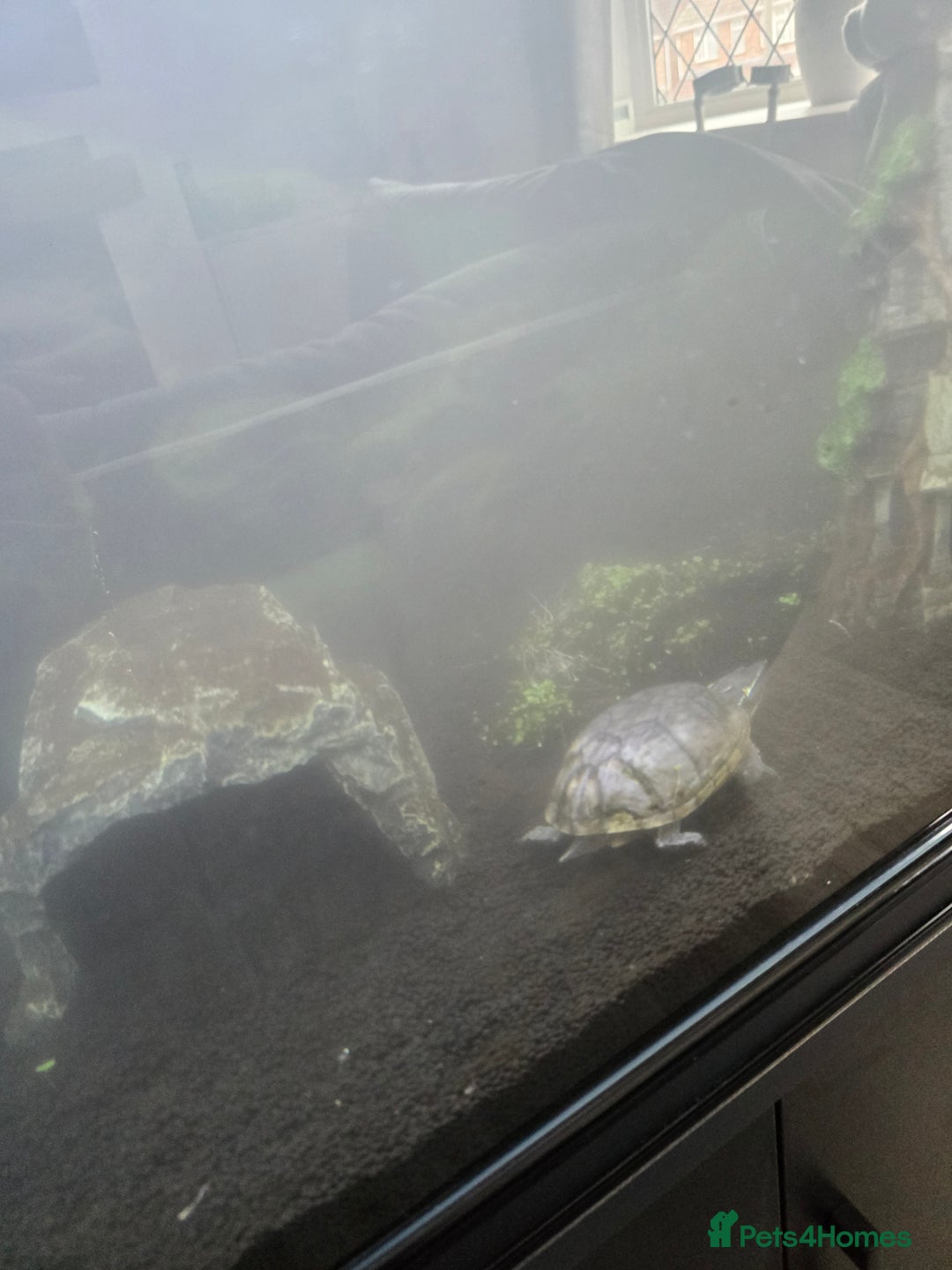 Turtle reptiles for sale: 2 x musk turtles  - Image 2