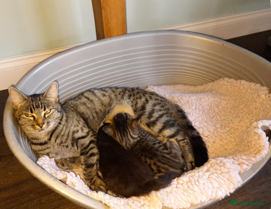 Domestic Shorthair cats for sale: Exquisite part bengal kittens  - Image 6