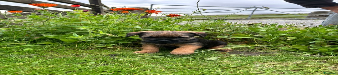 Border Terrier Puppy 1