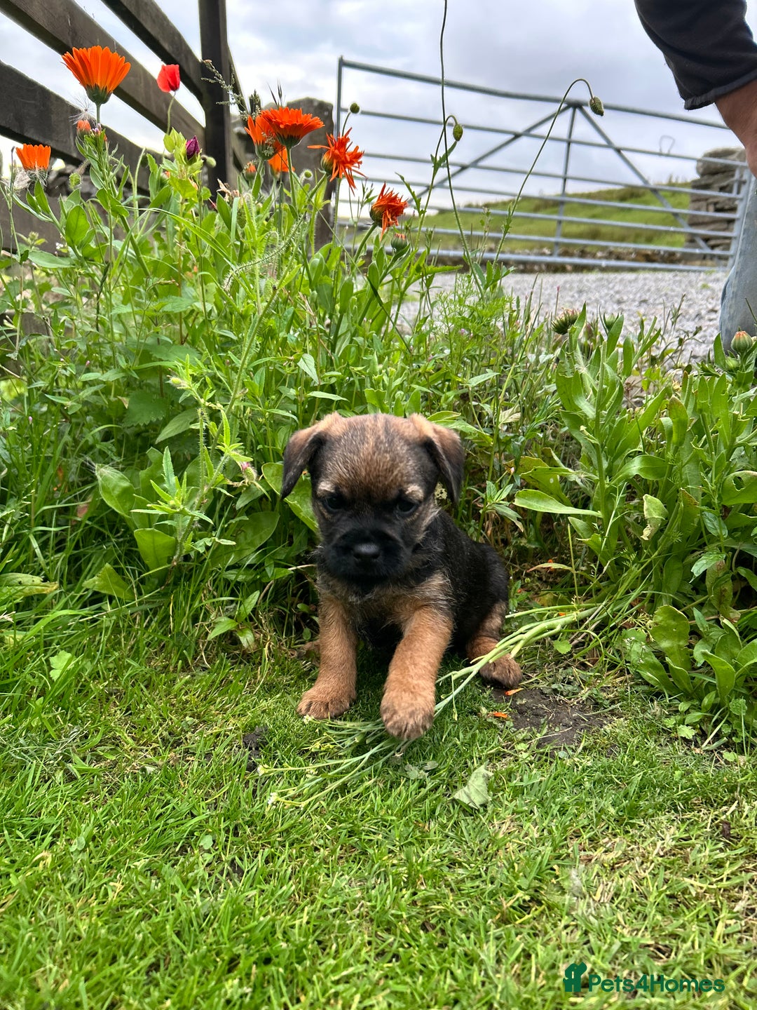 Border Terrier dogs for sale: Border Terrier Dogs  - Image 5