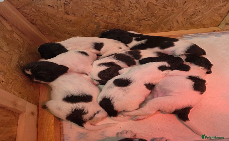English Springer Spaniel dogs - Advert 4
