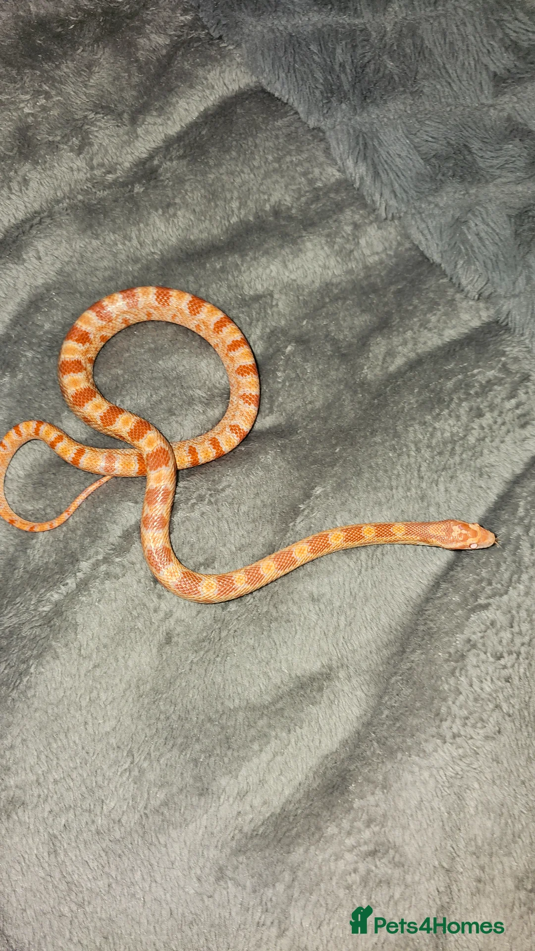 Corn Snake reptiles for sale: Amelanistic baby cornsnakes  - Advert 7