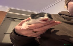 Mixed Breed cats for sale: Mixed breed kittens  - Image 3