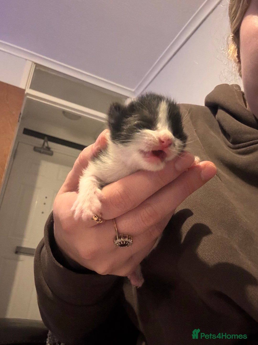 Mixed Breed cats for sale: Mixed breed kittens  - Image 3