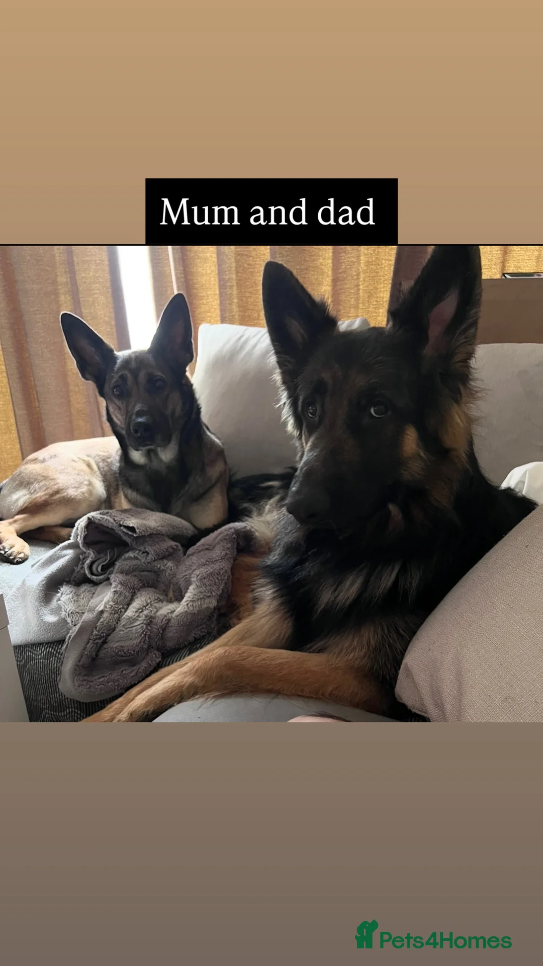 Mixed Breed dogs for sale: Stunning German Shepherd x Belgian Malinois Litter - Advert 24