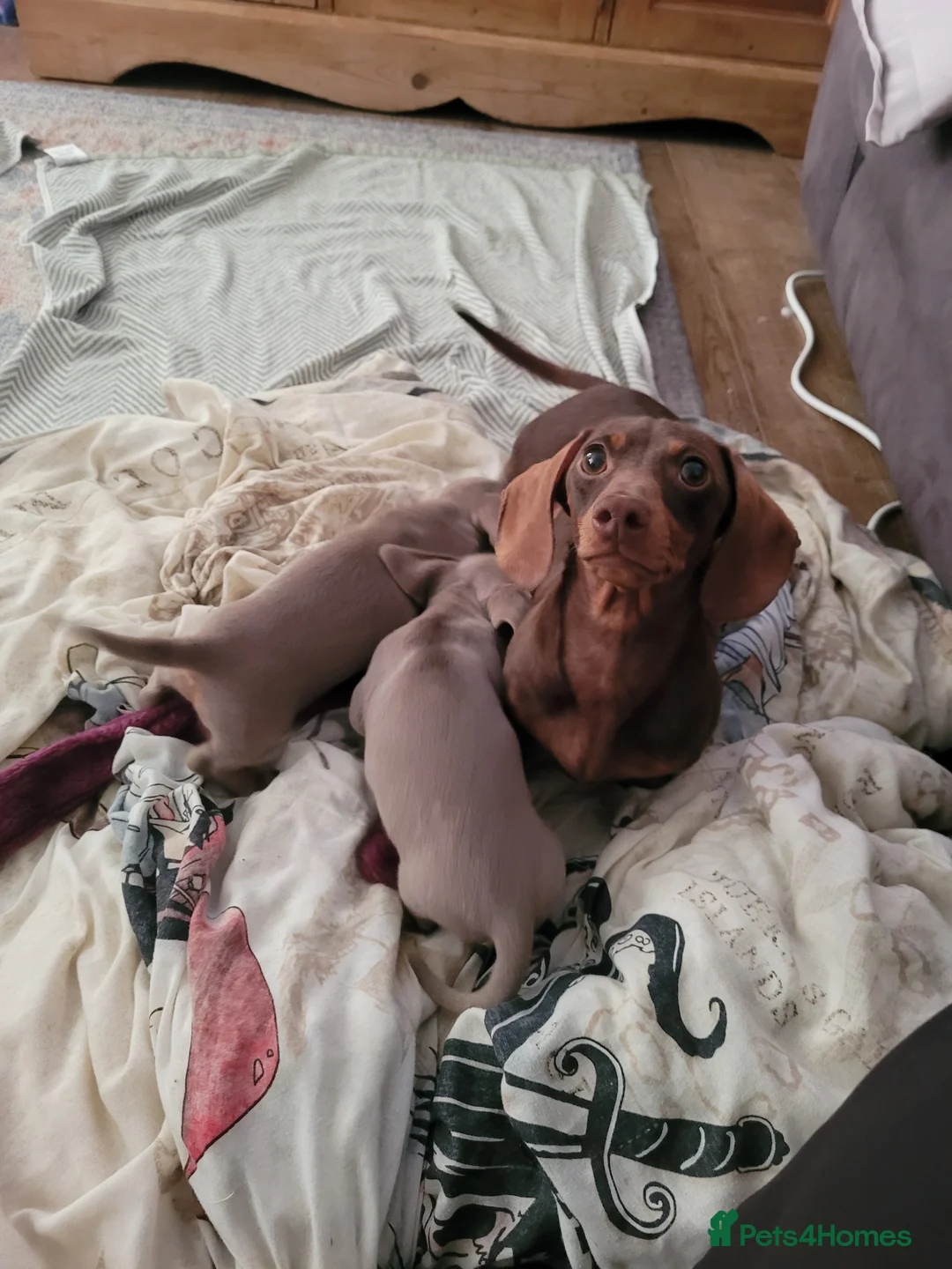 Dachshund dogs for sale: Dashound puppys  - Advert 1