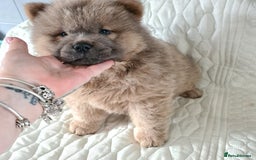Chow Chow dogs for sale: Gorgeous kc chow chows in Middlesbrough - Image 2