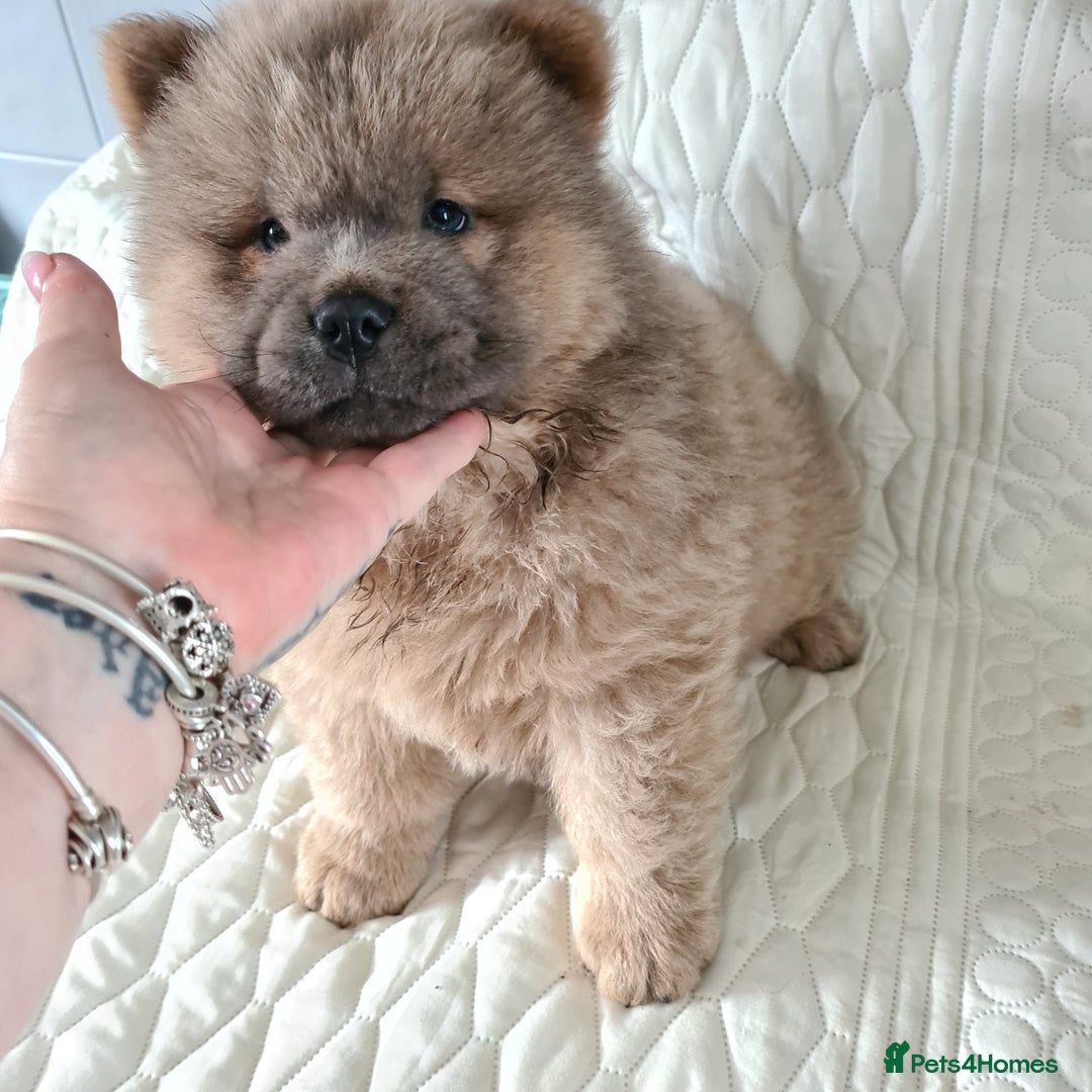 Chow Chow dogs for sale: Gorgeous kc chow chows in Middlesbrough - Image 2