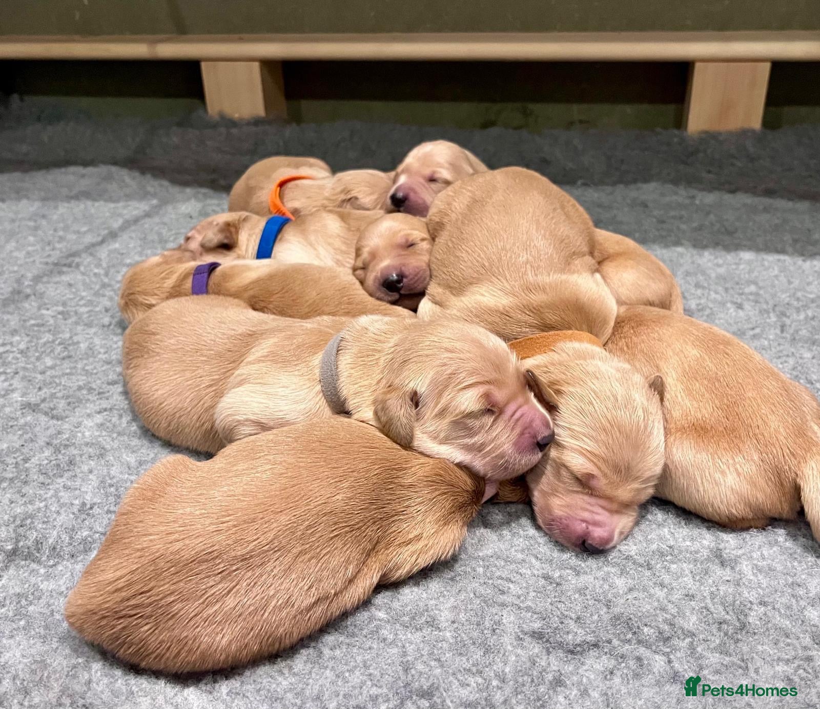 Golden Retriever dogs for sale: Adorable Home Raised KC Reg, Golden Retriever Pups - Advert 2