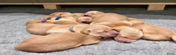 Golden Retriever dogs for sale: Adorable Home Raised KC Reg, Golden Retriever Pups - Advert 1