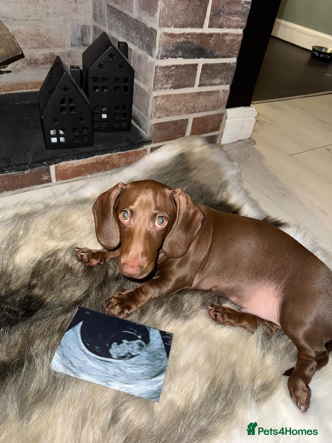 Miniature Dachshund dogs for sale: 11 month old miniature dachshund  in Gloucester - Advert 2