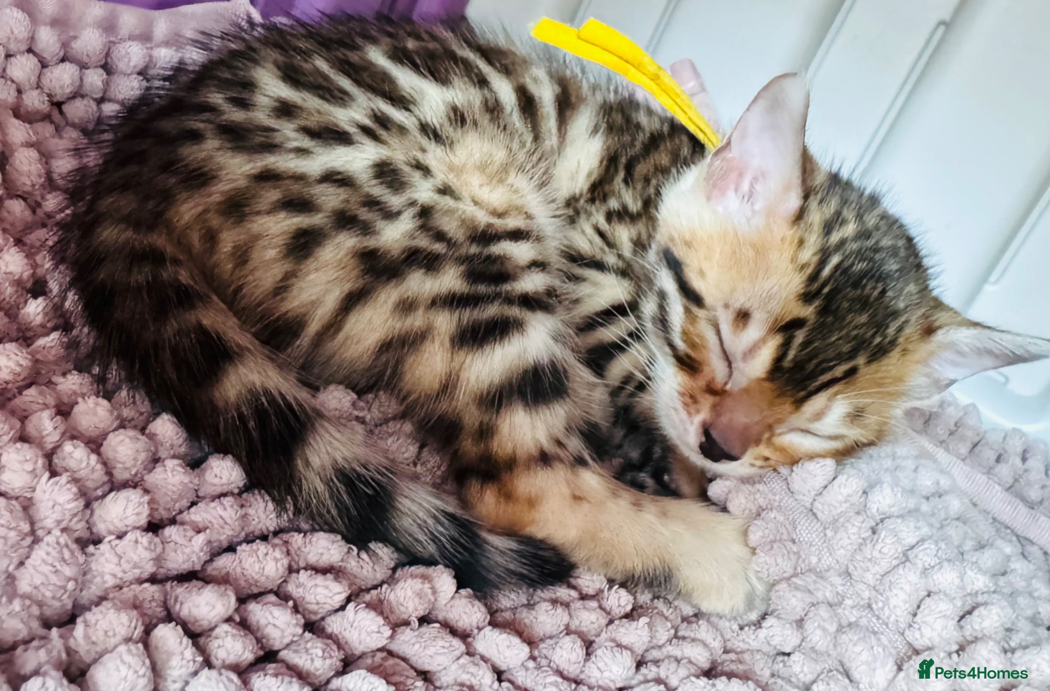 Bengal cats TICA Reg Bengal Kittens - Advert 2