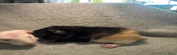 Guinea Pig rodents for sale: Beautiful girls handsomr boys - Advert 12