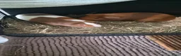 Guinea Pig rodents for sale: Pair of bonded male guinea pigs in Sheffield - Advert 4