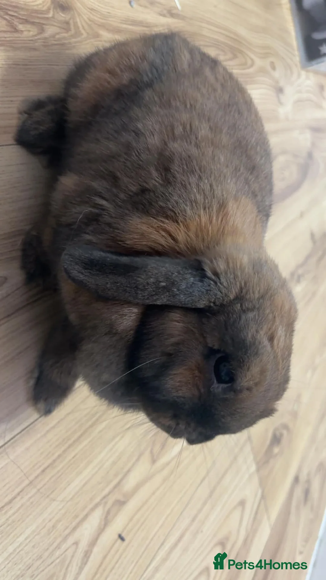 Mini Lop rabbits for sale: Lovely Mini Lop Female in Barnet - Advert 7