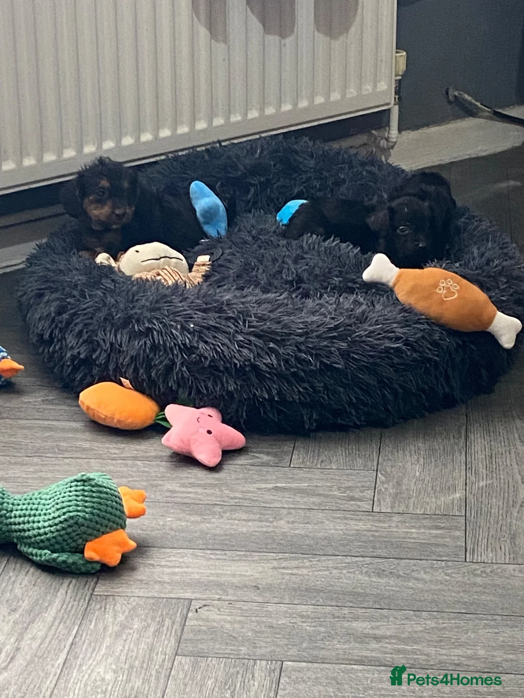 Mixed Breed dogs for sale: 6  Lakeland x poodle pups  in Bradford - Advert 13