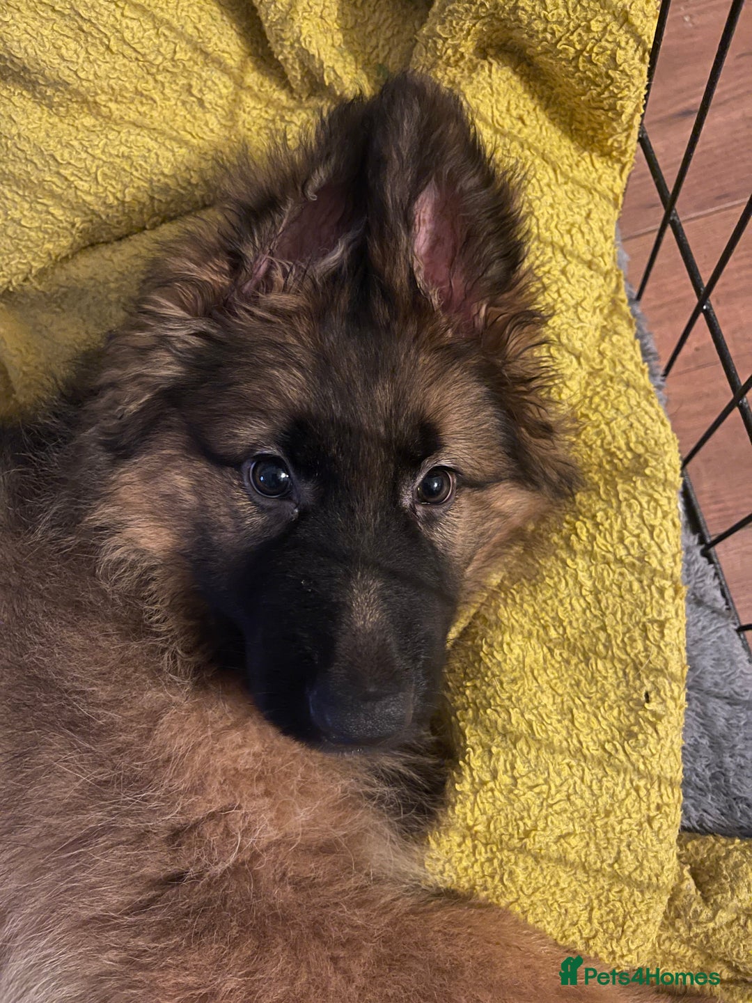 German Shepherd dogs for sale: German Shepherd MALE - Huge  - Advert 17
