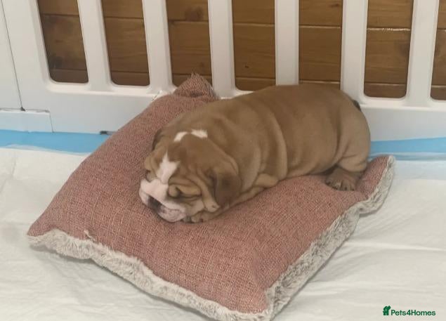 English Bulldog dogs Beautiful English Bulldog Puppies - Advert 1